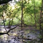 「都心から一番近い森のまち」の貴重な湿地　西初石小鳥の森